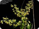 Dendrobium venustum